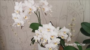 Обзор цветения орхидей в феврале 2026 г. Продолжение.