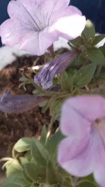 Петунья! смотреть онлайн