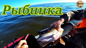 Рыбалка на Рыбинке,Большие щуки глотают бандитов. #рыбалка .#троллинг .#водохранилище .#лодка