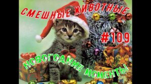НОВОГОДНИЕ МОМЕНТЫ / Смешные коты / Собаки / Смешные животные #109
