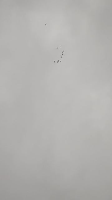 VID_20260212_121752.mp4