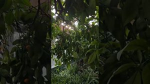 дом с баней и оренжереей