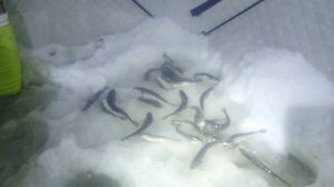 Ухта  Онежский полуостров