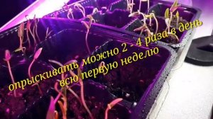 2233.  ВПЛ.Сеянцы перца.