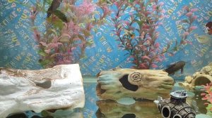 Аквариумные рыбки (Таракатум)