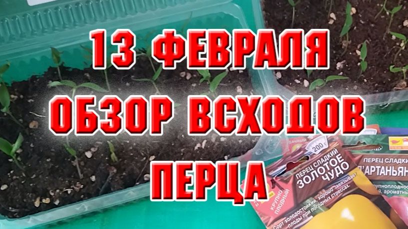 13 февраля. Обзор всходов перца
