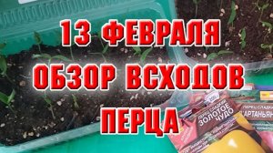 13 февраля. Обзор всходов перца