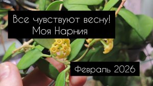все чувствуют весну. моя Нарния