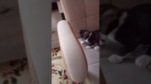 посмотрите это Это очень смешно