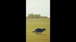 Калейдоскоп 56.