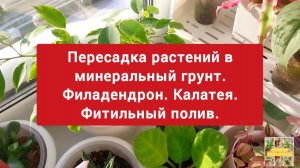 Пересадка растений в минеральный грунт. 💖🌸ФИЛОДЕНДРОН. КАЛАТЕЯ. 🌼🌸Фитильный полив.🌼❤
