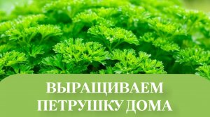 СОРТ КАРНАВАЛ