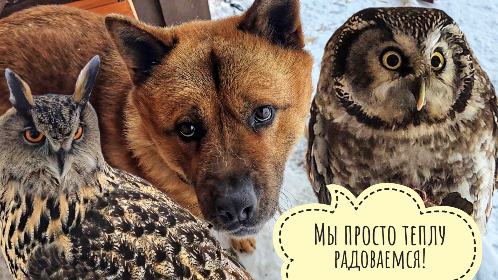 Демо версия весны вышла. Тестируем изо всех сил. Пёс Кубик сменил интерьер. Электричество сломали смотреть онлайн