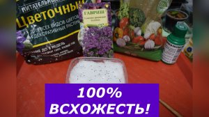 Гелиотроп от А до Я: самый простой способ посева мелких семян