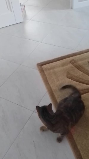 Привет  стрим