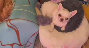 У Лялюшки врожденная проблема с глазками, но все хорошо.