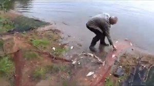 РЫБАЛКА! НЕВОДИМ ЛЕЩА У СВОЕЙ БАНИ