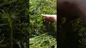 КРР. Косилка Роторная Ременная КРР. 2.1 .КРР..Южмаш