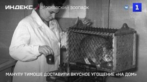 Манулу Тимоше доставили вкусное угощение «на дом»