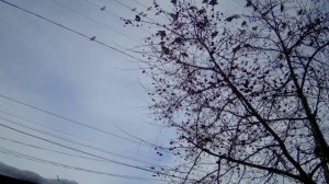 Свирестели и боярышник