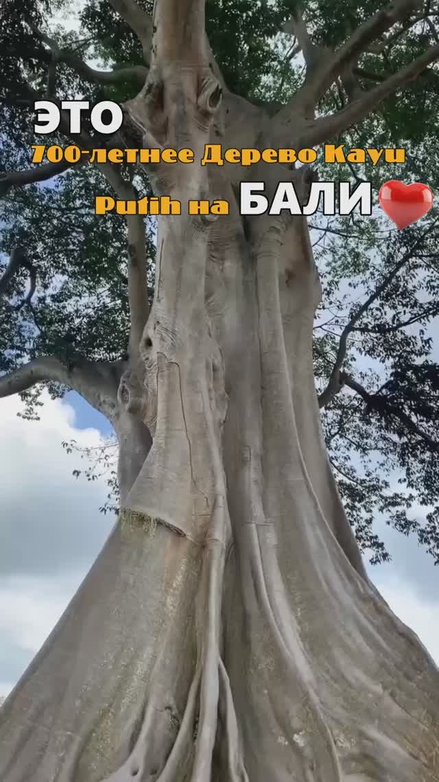 700 летнее баньяновое дерево растет в деревне Баян, округ Табанан на Бали🌳