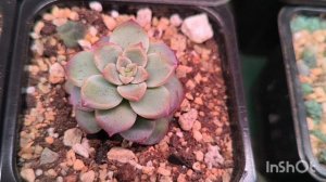 Обзор моей коллекции суккулентов. Часть 1.#комнатныерастения