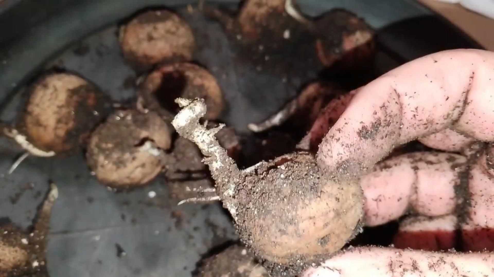 Полное видео проращивания грецкого ореха Идеал из семян до саженцев от Маленькие сады