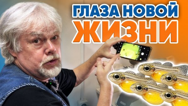 Аквариумные истории из ЭКЗОМЕНЮ (13.02.2026). Глаза новой жизни и раскатанная губа.