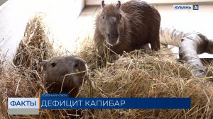 Резкую нехватку капибар зафиксировали в российских зоопарках