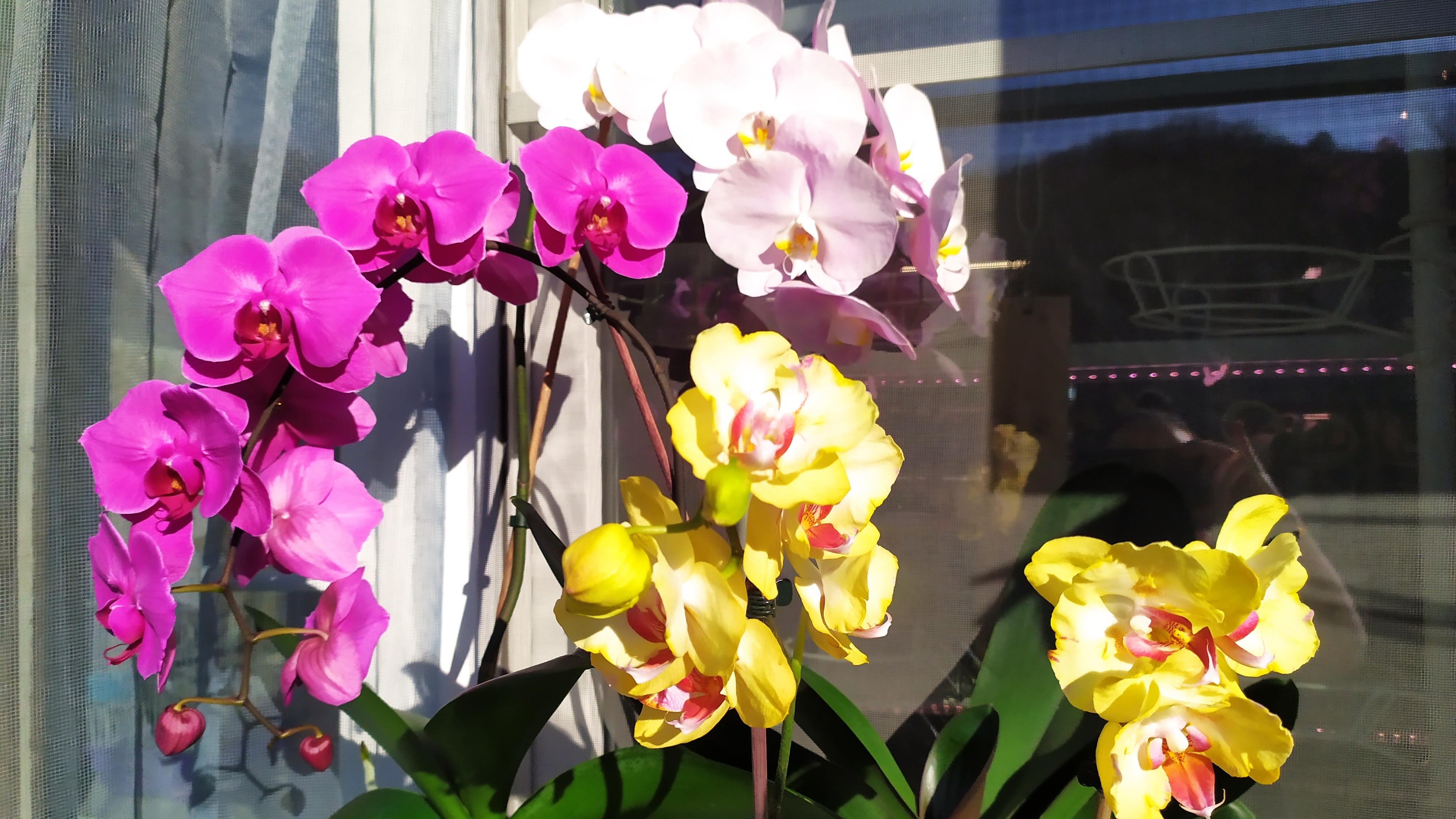 Домашние цветение орхидей. Фаленопсис Violet Angel Бабочка и другие орхидеи. смотреть онлайн