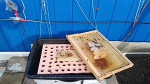 Выпускаю маточек из изолятора, тёплая поилка для пчёл, сезон 2026 открывается.