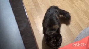 КОГДА НЕЛЬЗЯ ШУМЕТЬ И МЯУЧЕНИЯ А ХОЧЕШЬ СКАЗАТЬ ЧТО ПОРА ПОДКРЕПИТЬСЯ УГОСТИМ КОТЕЙКУ?