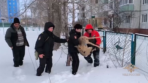 Дикое животное спасли горожане