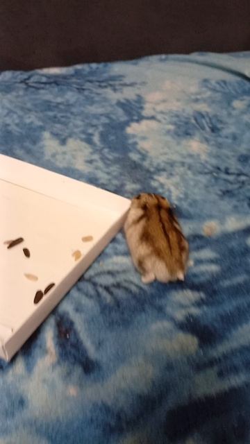 Милашик карандашик