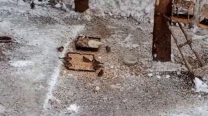 морозная пятница пришла в вольный зоопарк