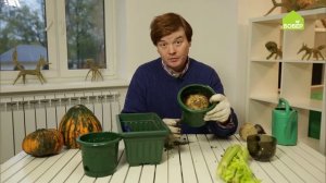 Выращивание петрушки в домашних условиях. Советы эксперта