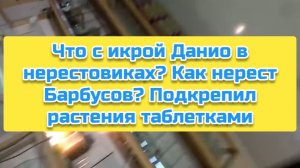 Что с икрой Данио в нерестовиках? Как нерест Барбусов? Подкрепил растения таблетками