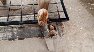 рубрика, архивные видео про бельчат