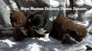 щенки  #Скидки до 20/02/26 Добрыня и Диана #купить_щенка_чихуахуа_продаю +79215950848