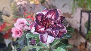 Цветение адениума Black Amaryllis