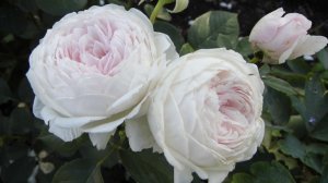 Роза флоринда нашего сада Герцогиня Кристиана