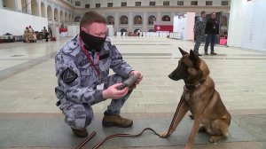 В Москве прошли соревнования служебных собак МВД, Росгвардии, таможни и ФСИН.