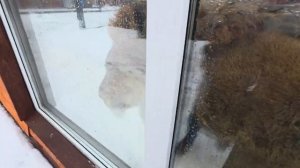 Ласкушечка