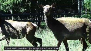 Цифровой бинокль Arkon NVD B36GL