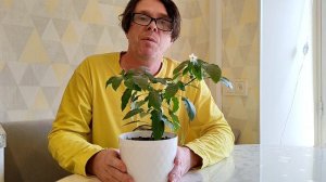 ШОК! ЦВЕТЕНИЕ ПЕРЦА  В ФЕВРАЛЕ!