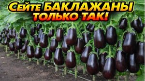 Секрет ПОСЕВА БАКЛАЖАН о котором мало кто знает! Сейте баклажаны так!