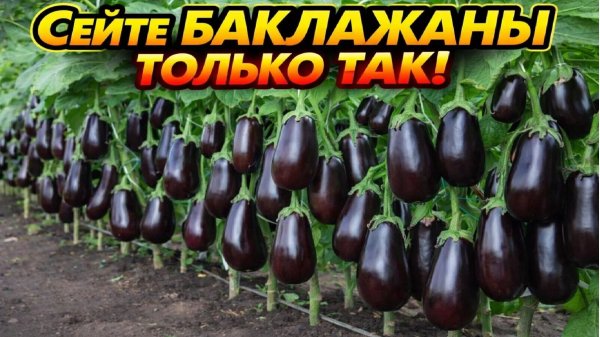 Секрет ПОСЕВА БАКЛАЖАН о котором мало кто знает! Сейте баклажаны так!