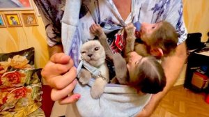 У папы Влада теперь есть ЧУДО-ПЕРЕНОСКА куда помешаются все его малыши)))