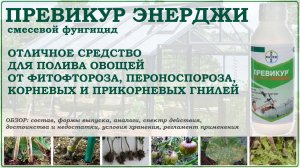 Превикур Энерджи - отличное средство от фитофтороза, пероноспороза и гнилей овощей. Обзор 2026 года