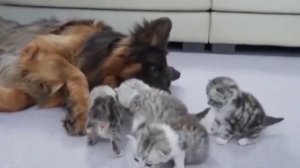 Этот не обидит